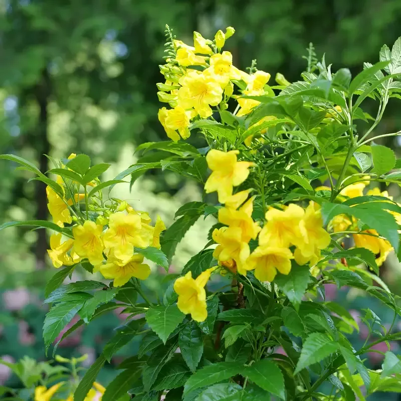 Chicklet™ Gold Trumpet Bush (Tecoma)