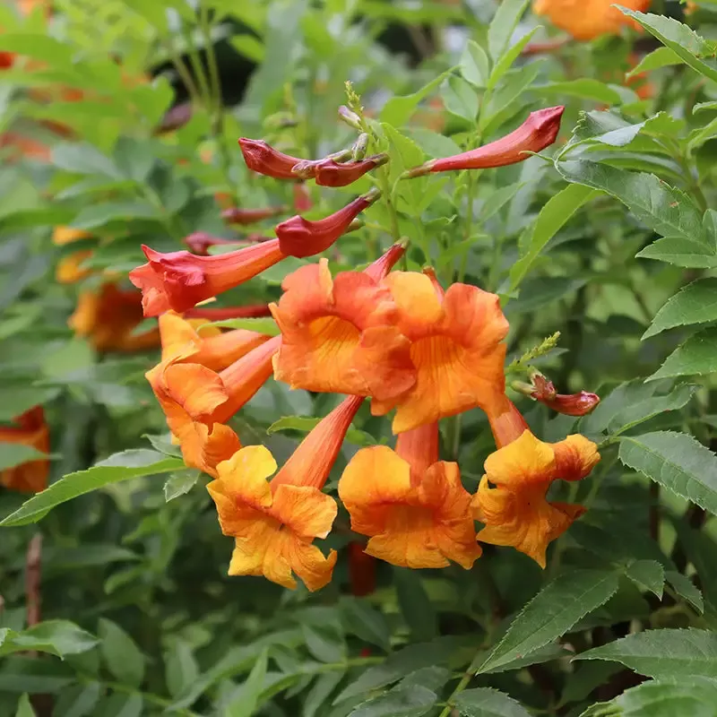 Chicklet™ Orange Trumpet Bush (Tecoma)