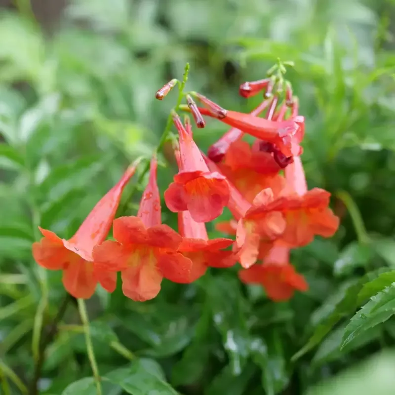 Chicklet™ Red Trumpet Bush (Tecoma)