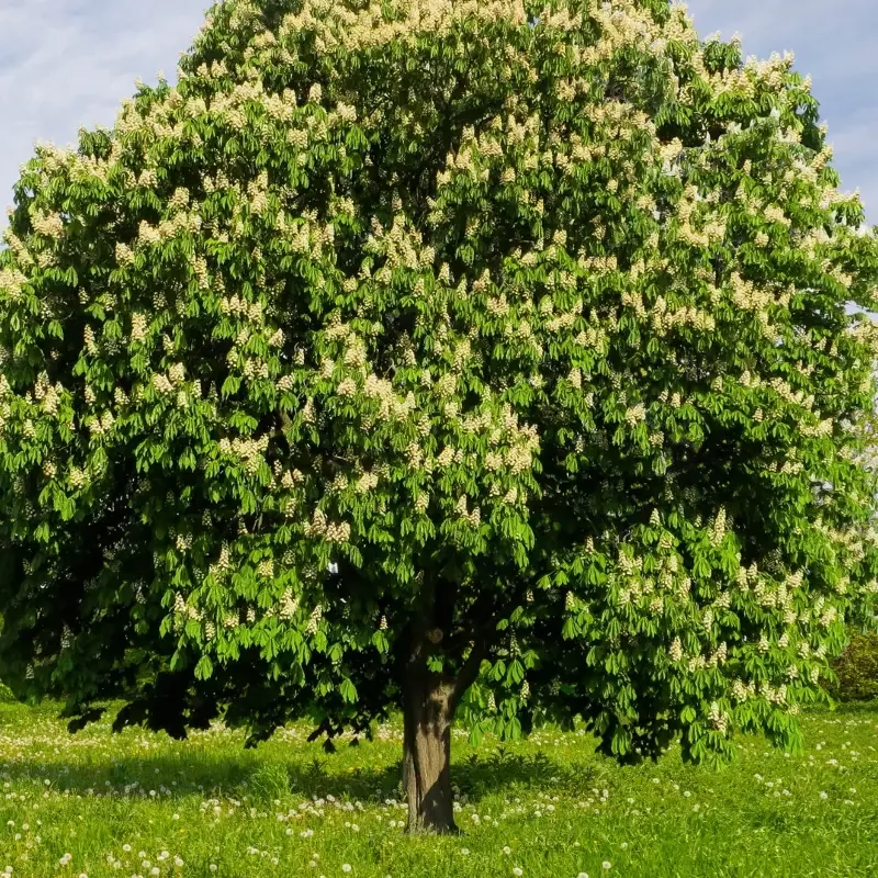 Chinese Chestnut Tree