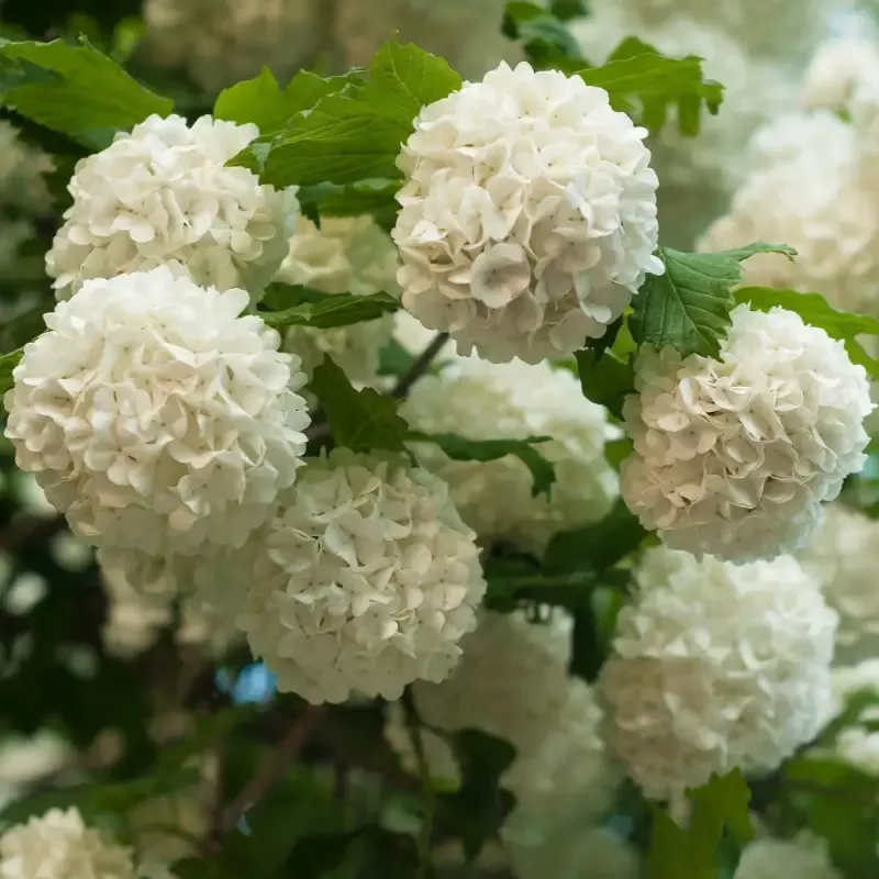 Chinese Snowball’ Viburnum Shrub