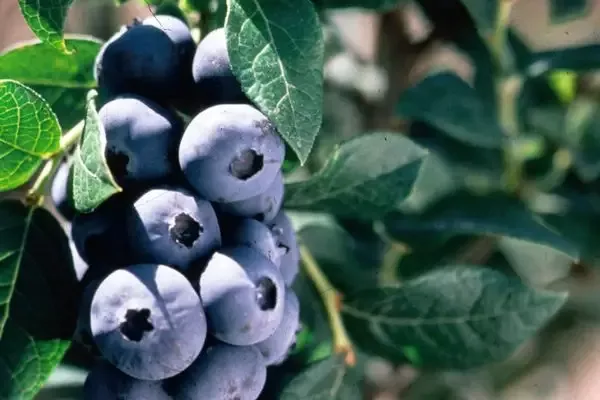 Chippewa Blueberry-8 Cell