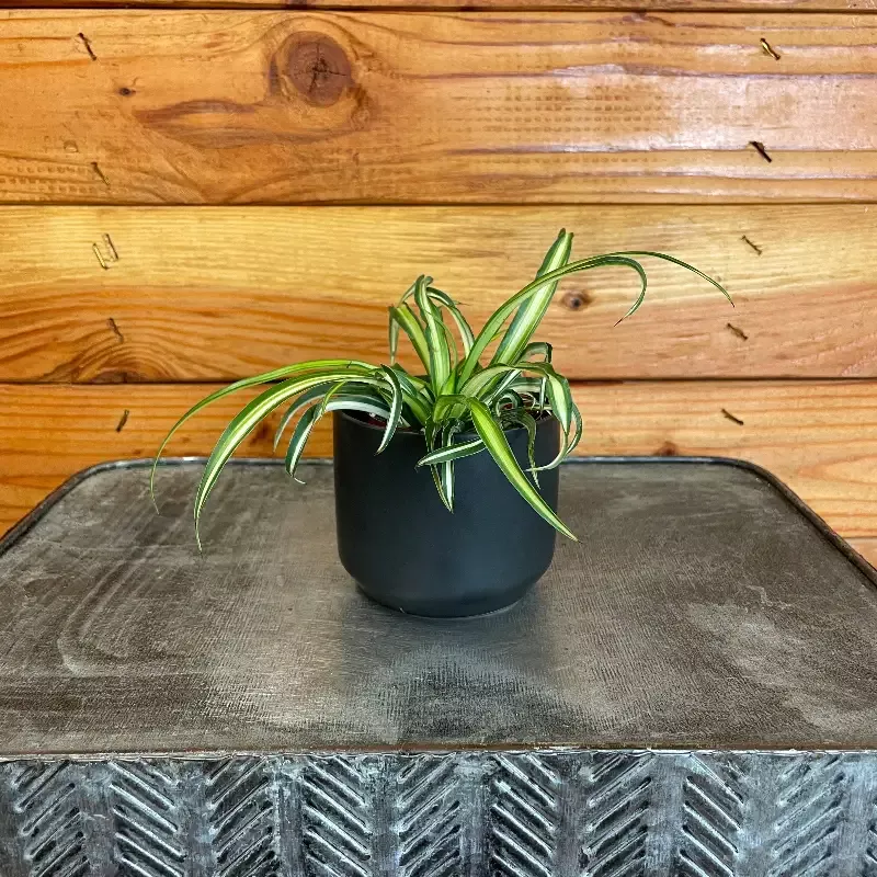 Chlorophytum Atlantic Spider, 2″ Plant