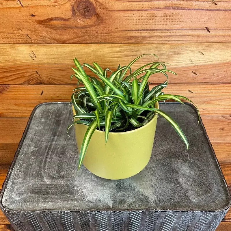 Chlorophytum Atlantic Spider, 4″ Plant