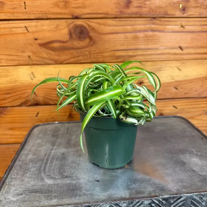 Chlorophytum Curly Spider, 4″ Plant