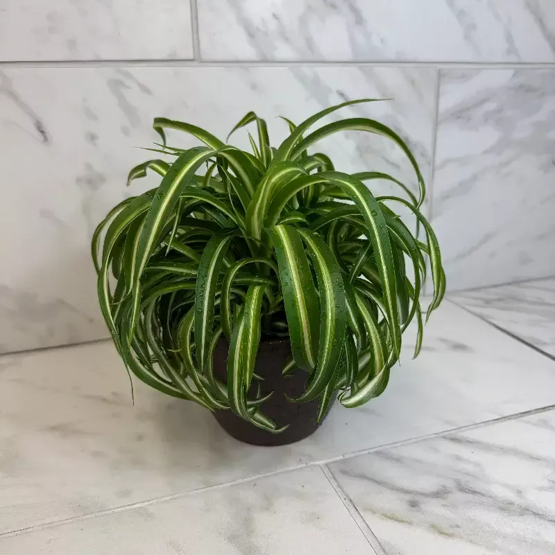 Chlorophytum Curly Spider, 6″ Plant