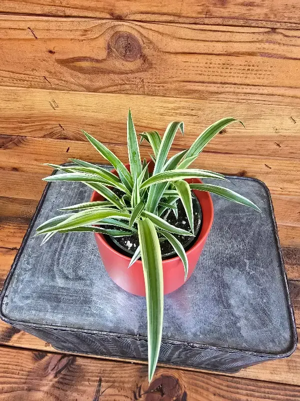 Chlorophytum Reverse Spider, 4″ Plant