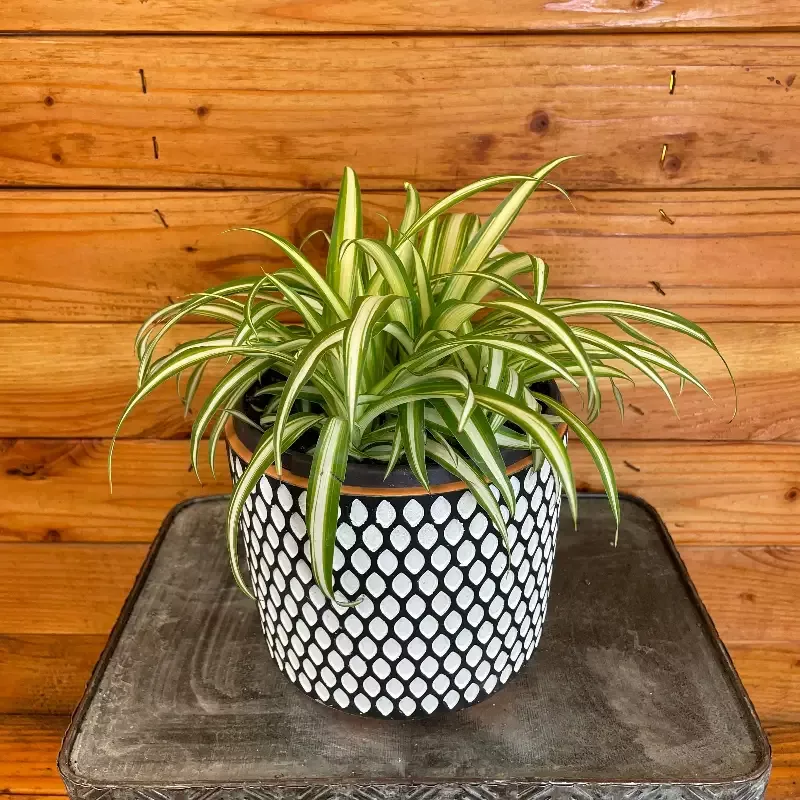 Chlorophytum Variegated Spider, 6″ Plant