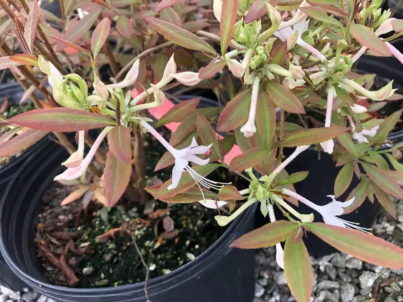 ‘Chocolate Drop’ Azalea, Rhododendron canescens ‘Chocolate Drop’