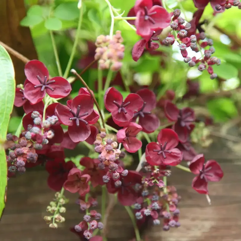 Chocolate Vine Akebia Quinata