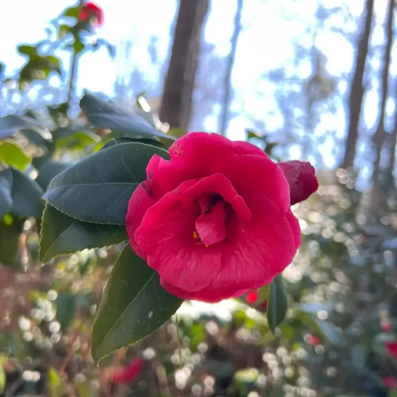 Christmas Beauty Camellia Japonica