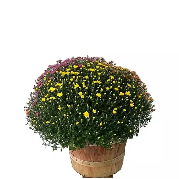 Chrysanthemum in Bushel Basket