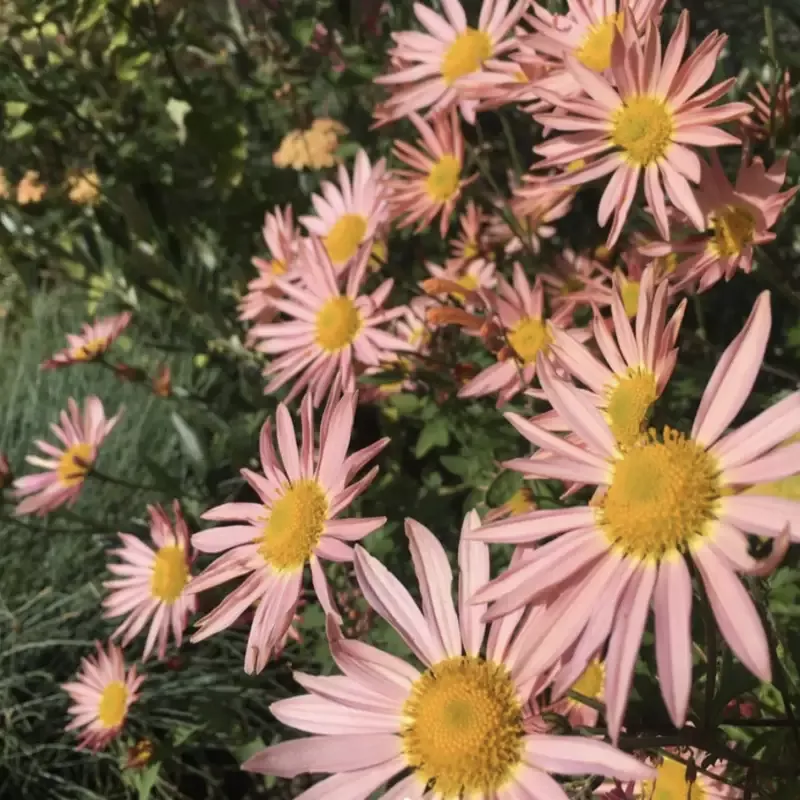 Chrysanthemum Sheffield Pink