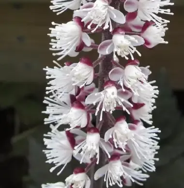 Cimicifuga ‘Pink Spike’ Bugbane