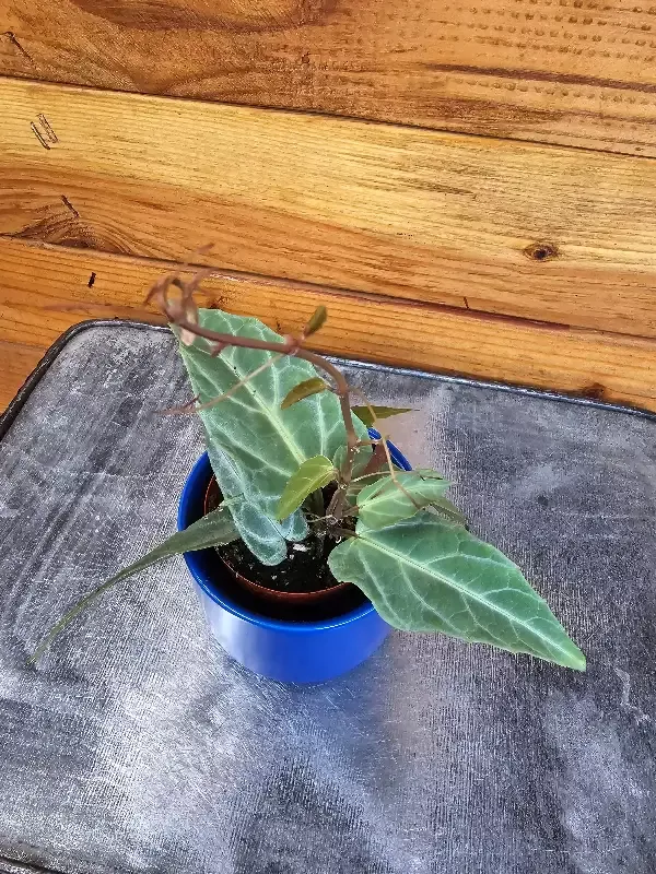 Cissus Amazonica, 2″ Plant