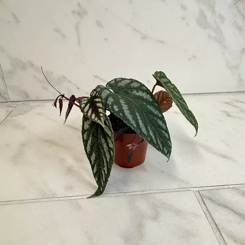 Cissus Discolor, 2″ Plant