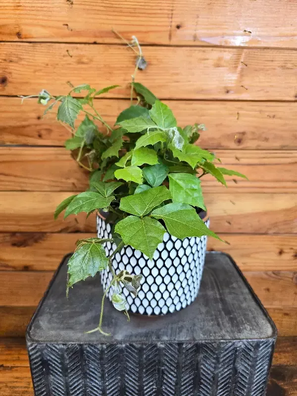 Cissus Grape Leaf Ivy, 6″ Plant