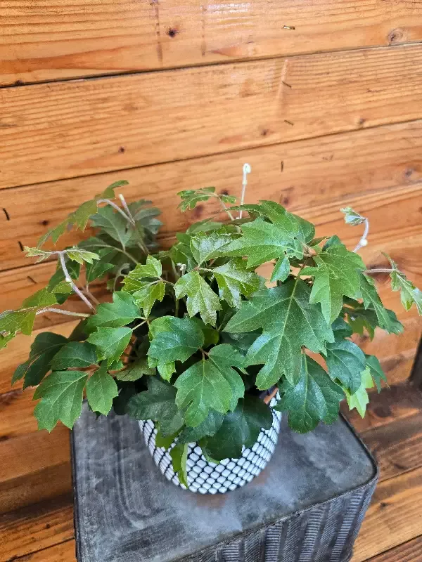 Cissus Oak Leaf Ivy, 6” Plant