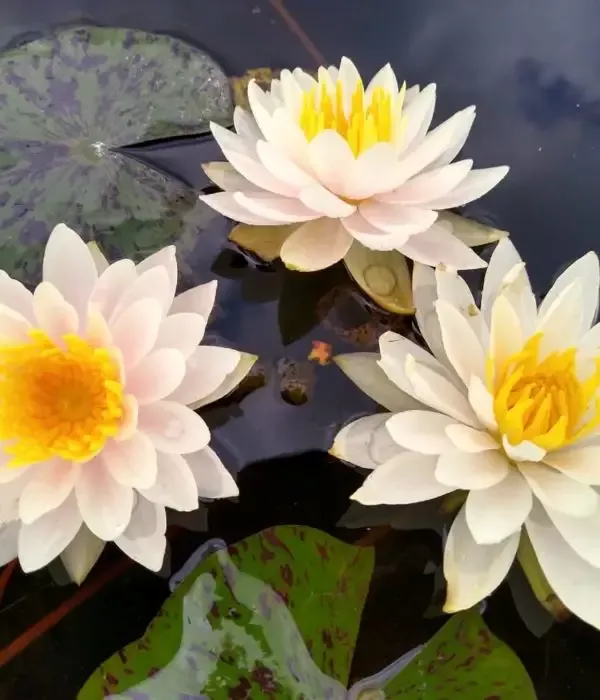 Citrus Twist – Pink Hardy Lily