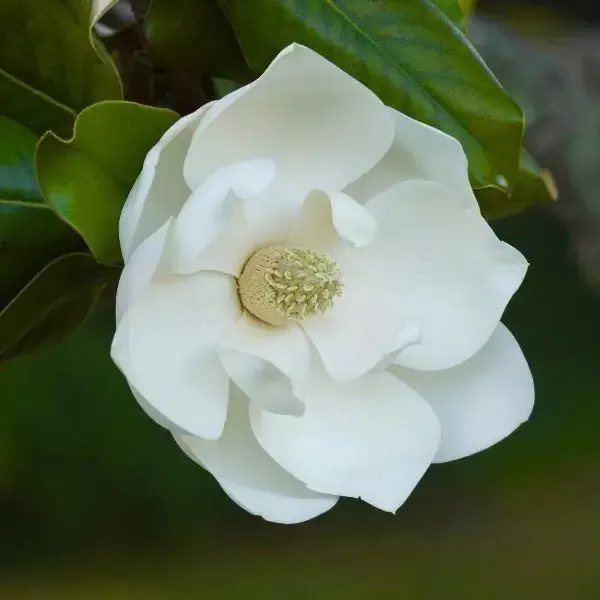Claudia Wannamaker Magnolia