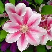 Clematis ‘Bee’s Jubilee’
