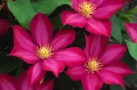 Clematis ‘Bourbon’