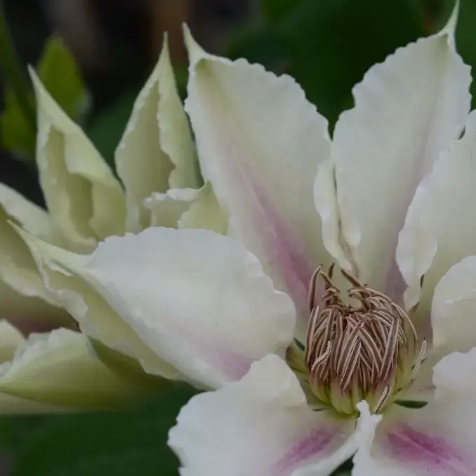 Clematis ‘Corinne’