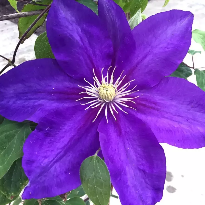Clematis ‘The Duchess of Cornwall’