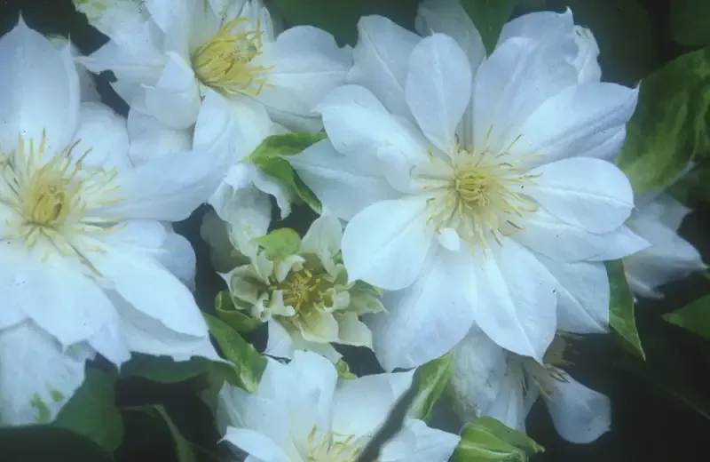 Clematis ‘The Duchess of Edinburgh’
