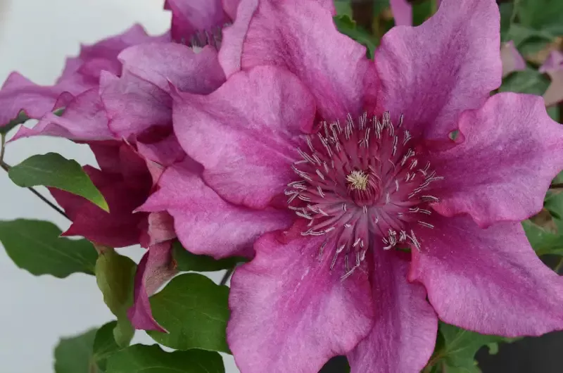 Clematis ‘Elodi’