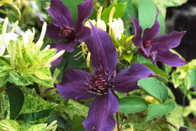 Clematis ‘Guiding Promise’