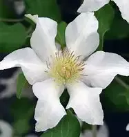 Clematis ‘Kitty’