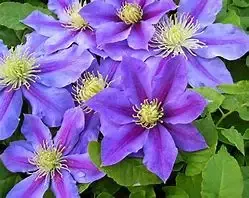 Clematis ‘Lindsay’