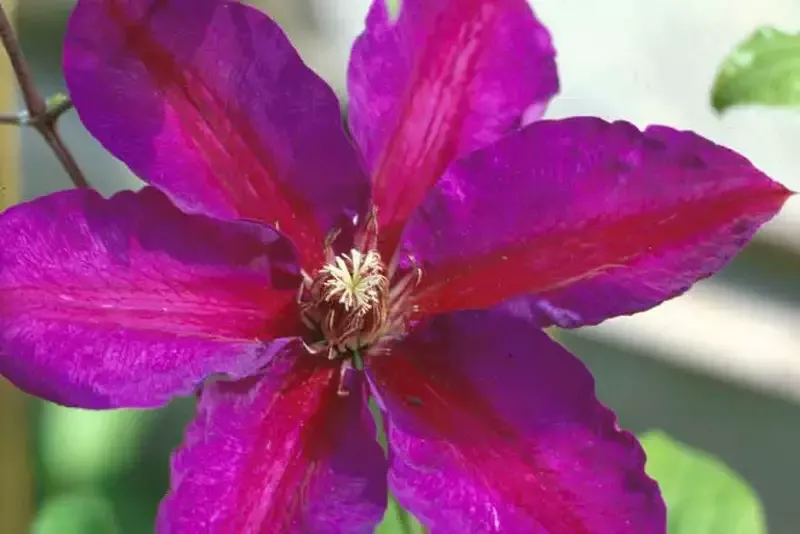 Clematis ‘Mrs. N Thompson’