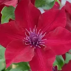 Clematis ‘Nubia’
