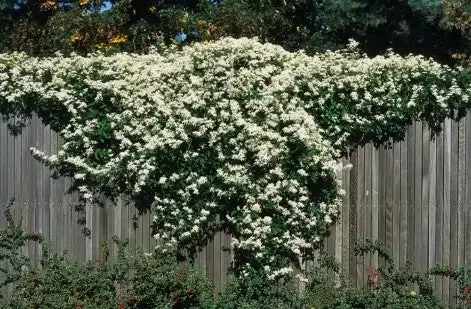 Clematis – Paniculata