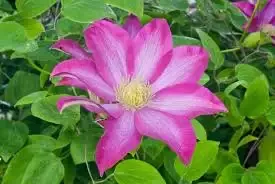 Clematis ‘Pink Champagne’