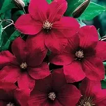 Clematis ‘Rouge Cardinal’