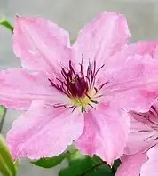 Clematis – Sarah Elizabeth