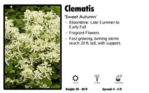 Clematis ‘Sweet Autumn’