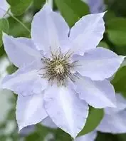 Clematis ‘Tranquilite’