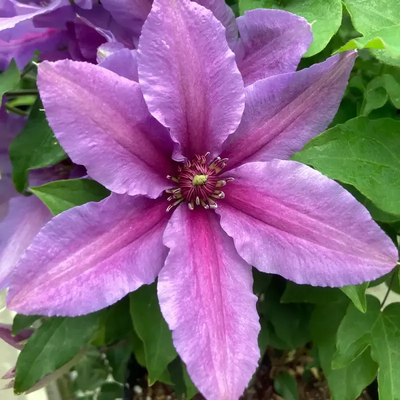 Clematis ‘Tumaini’