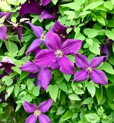 Clematis ‘Viticella Polish Spirit’