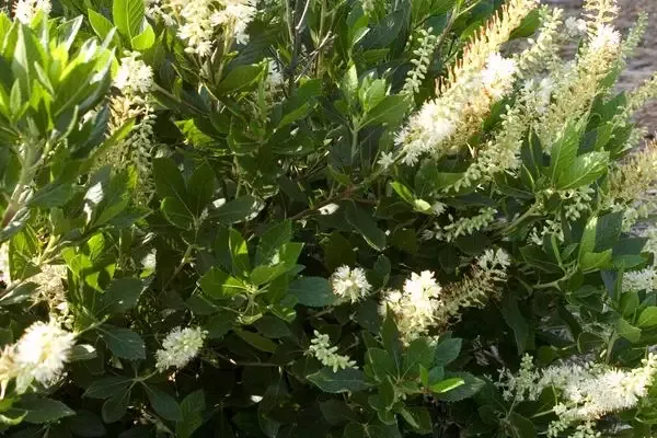 Clethra- Hummingbird Summersweet White : 2 Gallon