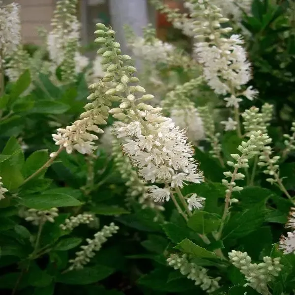 Clethra Hummingbird