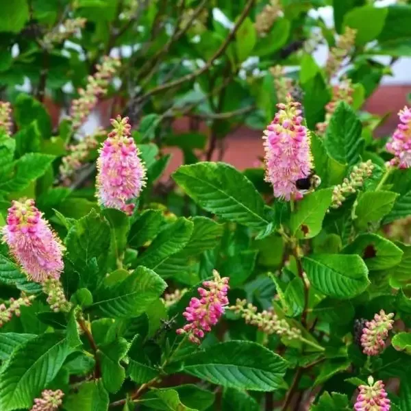 Clethra Ruby Spice