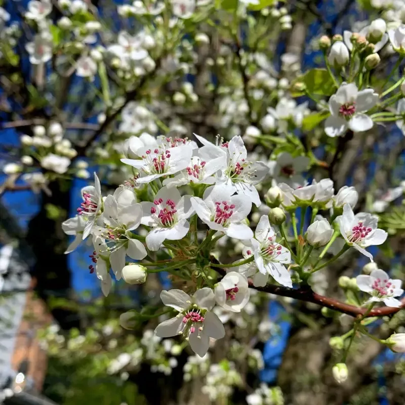 Cleveland Pear Tree