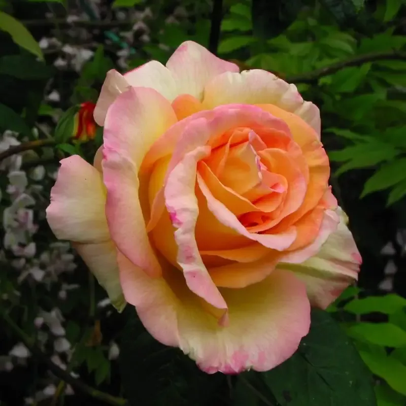 Climbing Peace Rose Tree – The Rose of Roses