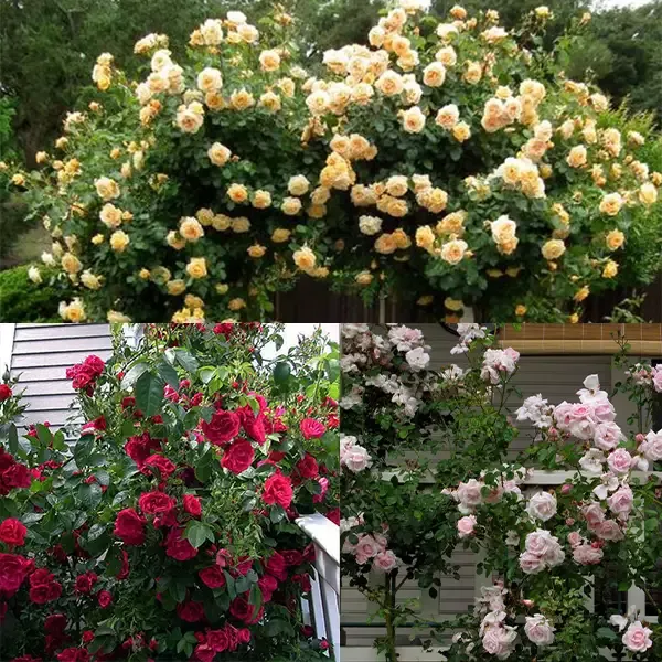 Climbing Rose Collection