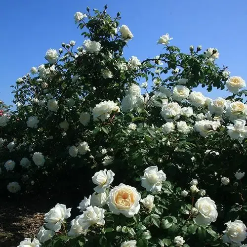Cloud 10™ Climbing Rose